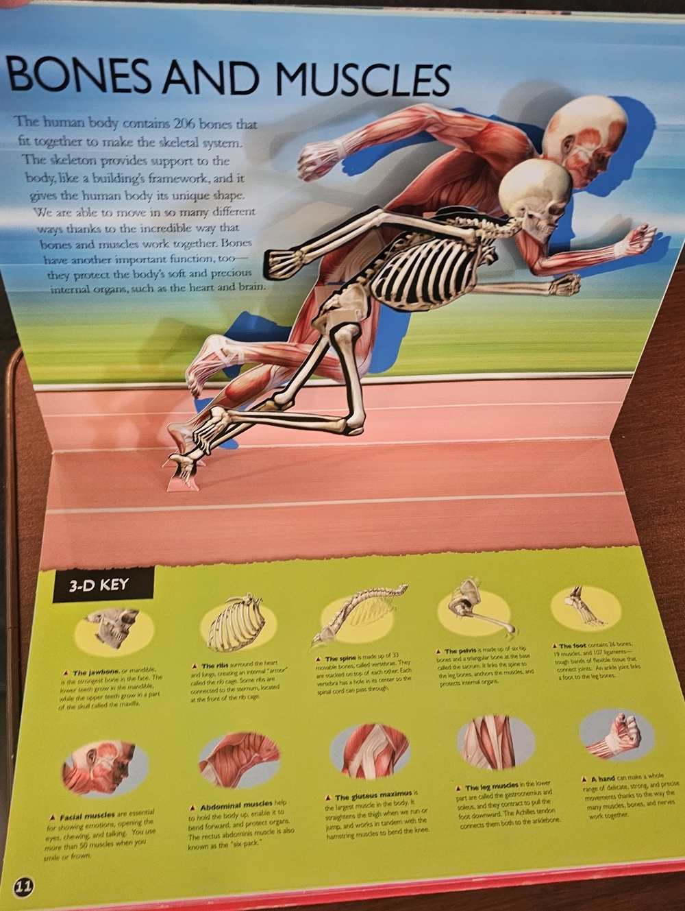 3-D Explorer Human Body Book - Picture 4 of 5